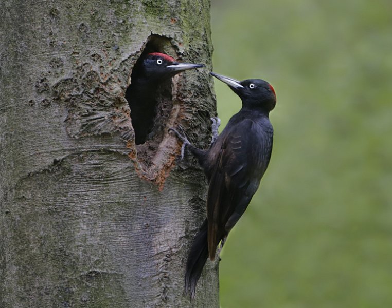 zwarte spechtenBP.jpg